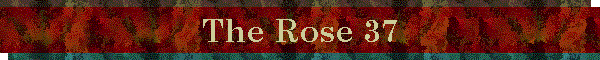 The Rose 37